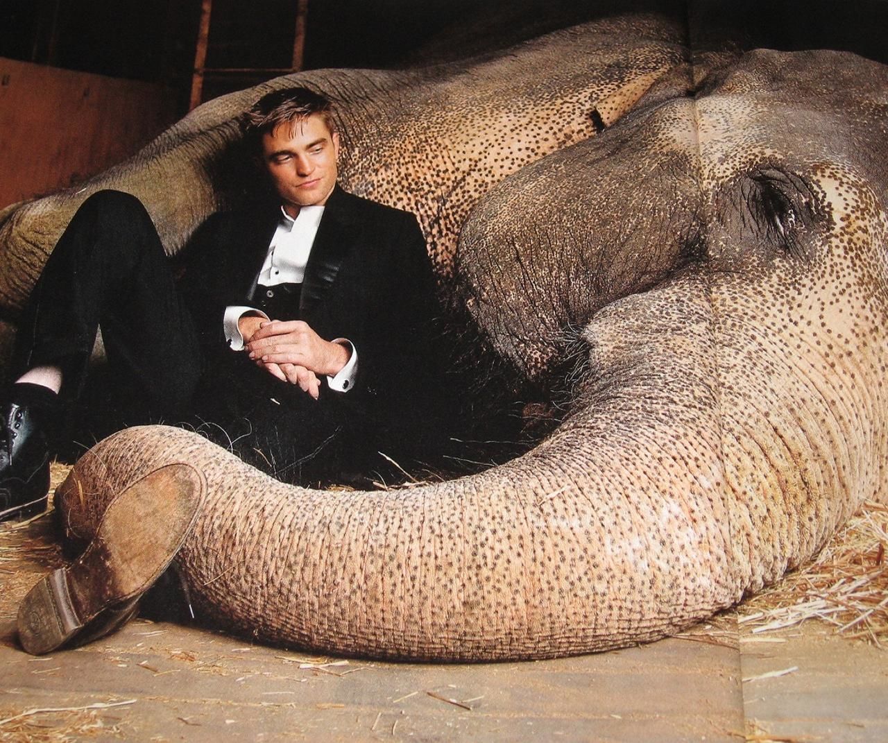 Бесплатное видео мужика животные. Robert Pattinson Water for Elephants. Мужчина на слоне фото.